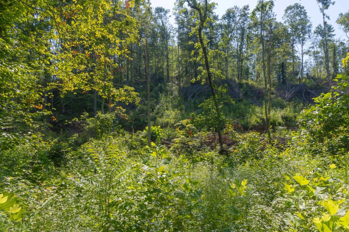 Decorative background for Creek Hollow Phase II Tract 78 image 16