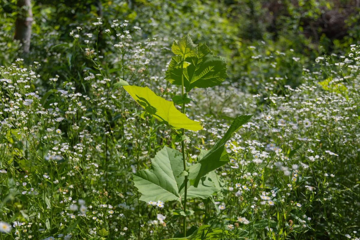 Decorative background for Creek Hollow Phase II Tract 78 image 17