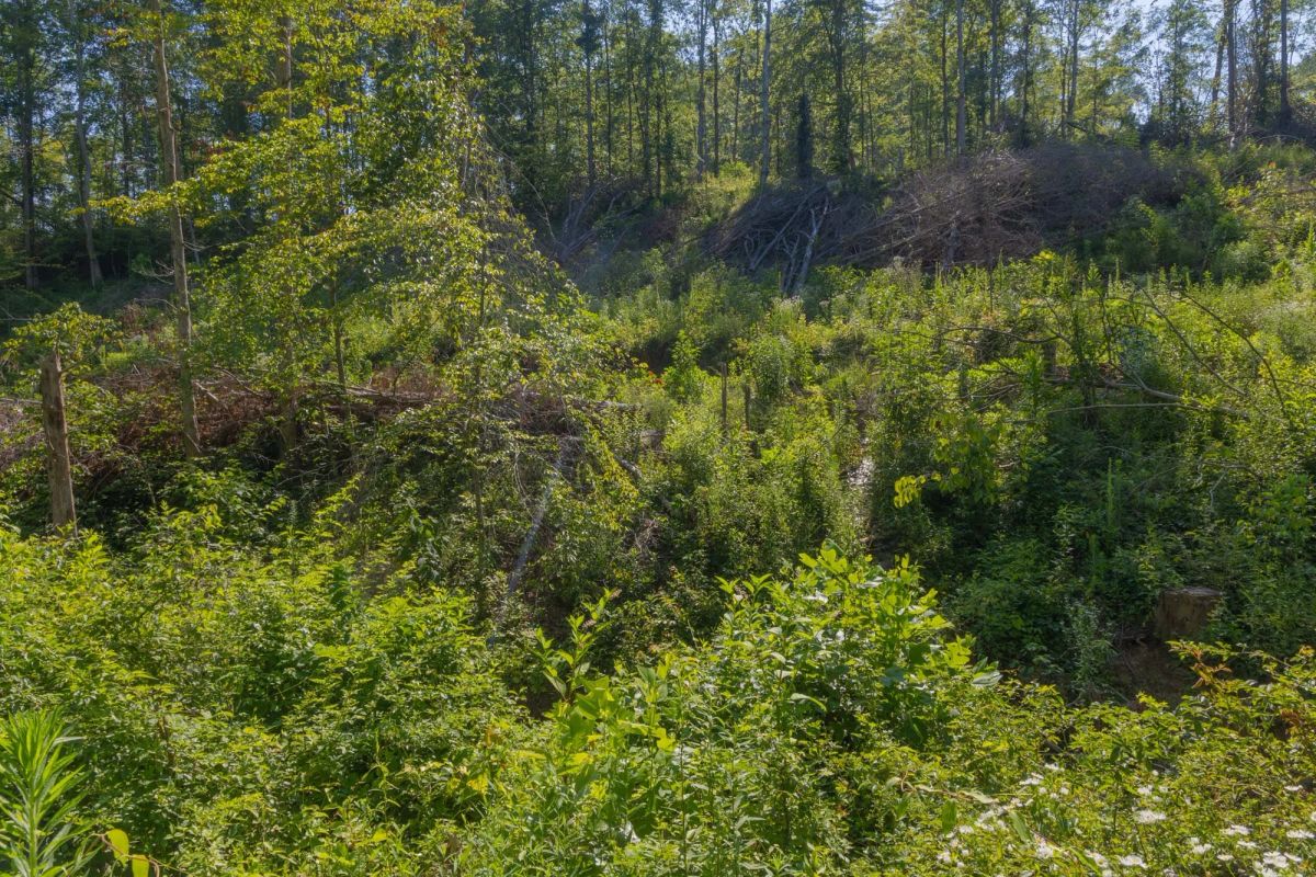 Decorative background for Creek Hollow Phase II Tract 78 image 18