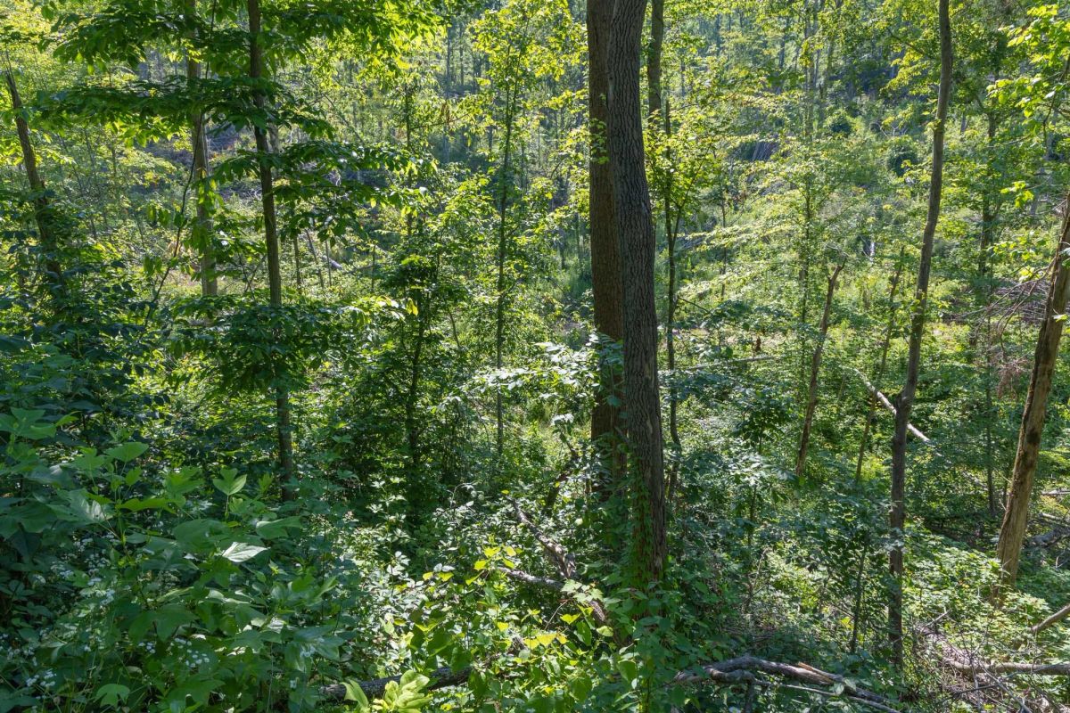 Decorative background for Creek Hollow Phase II Tract 78 image 20