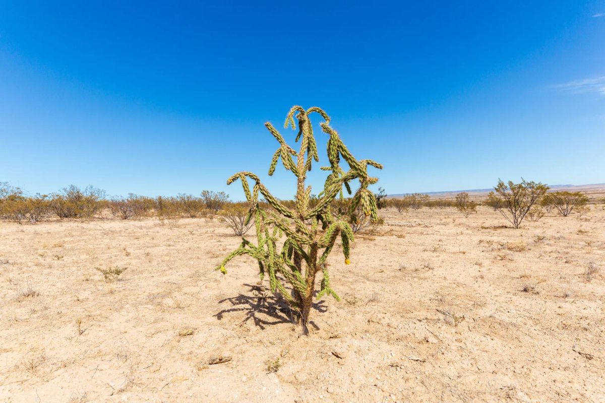 Decorative background for Sunrise Ranches Phase III Tract 141 image 14