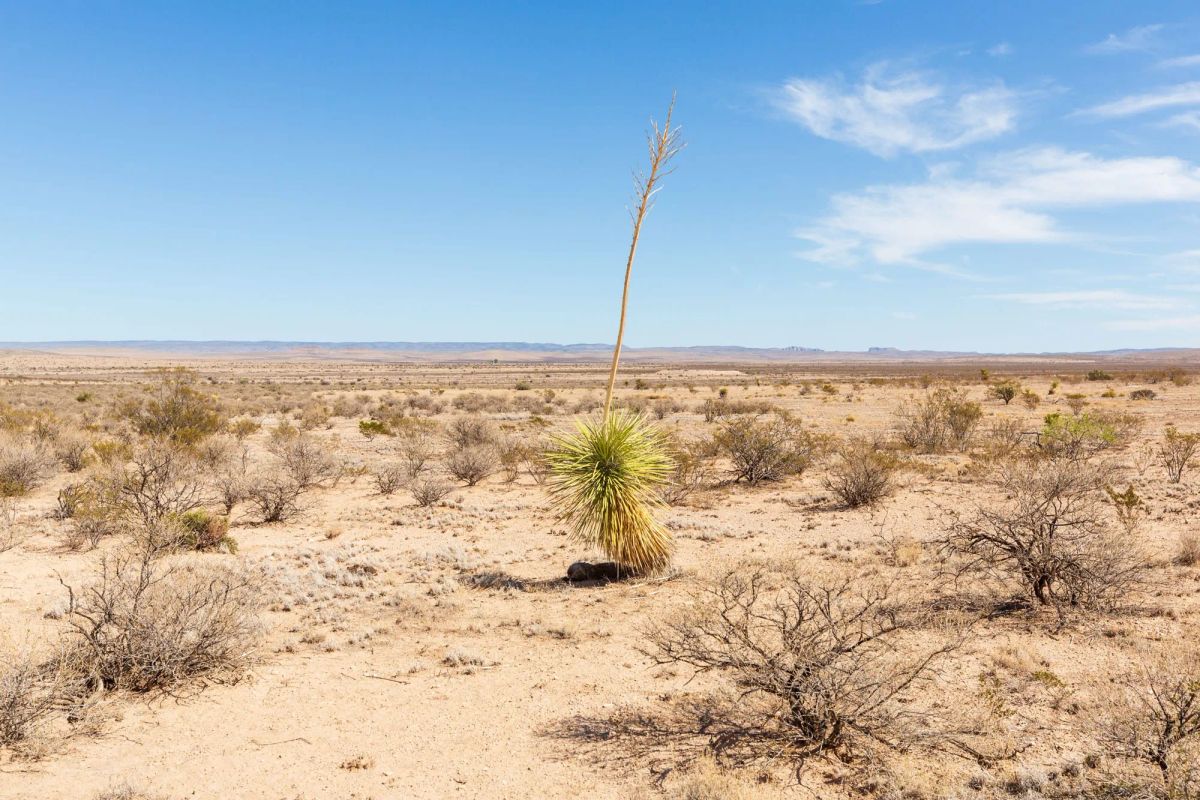 Decorative background for Sunrise Ranches Phase III Tract 141 image 16