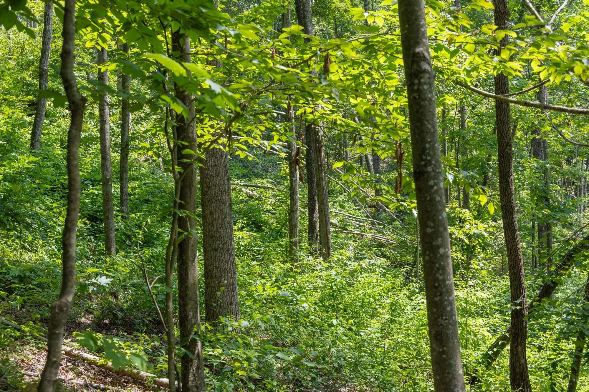 Creek Hollow Phase II Tract 58 in Rockcastle County, KY