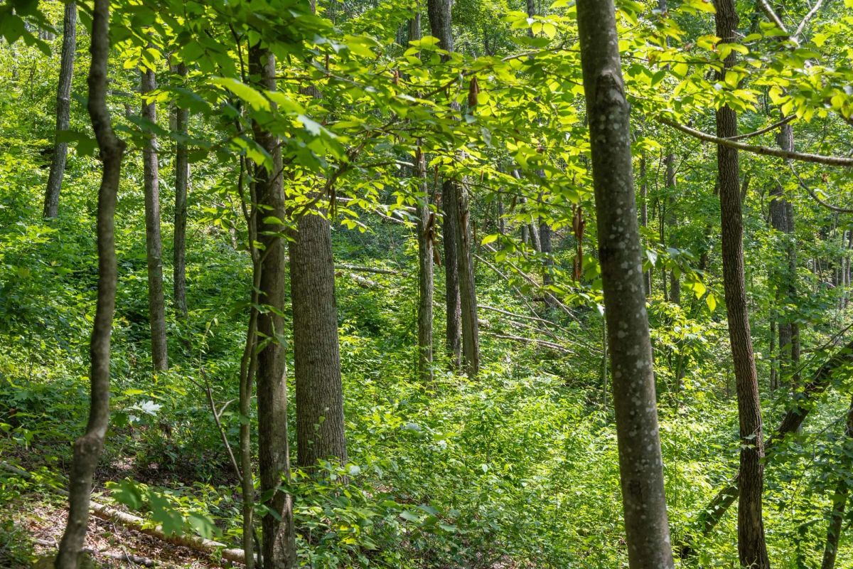Creek Hollow Phase II Tract 58 - Image 3