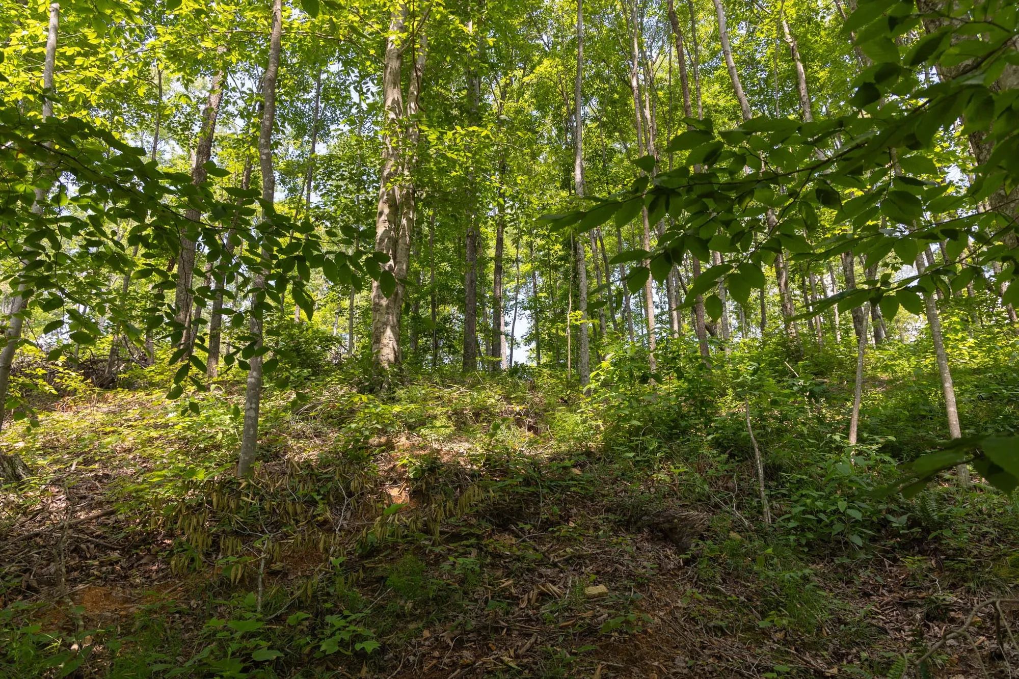 Creek Hollow Phase II Tract 58 in Rockcastle County, KY