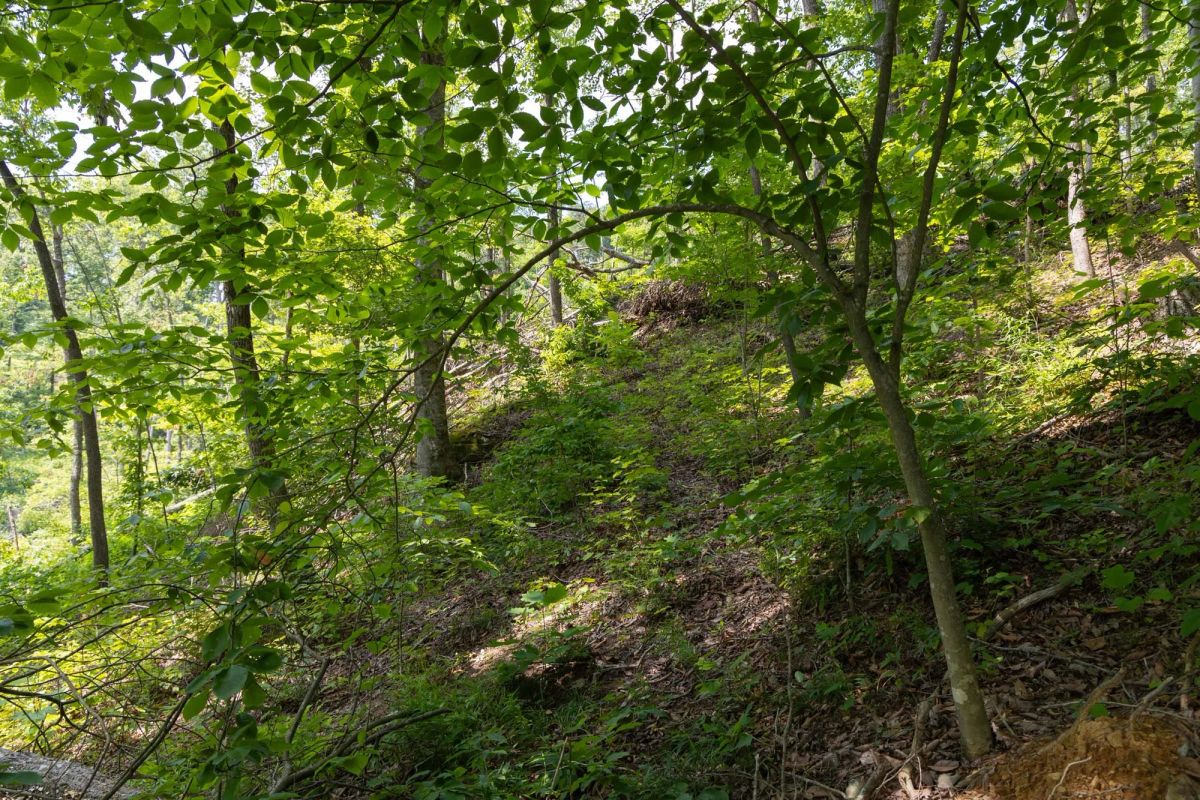 Decorative background for Creek Hollow Phase II Tract 58 image 5