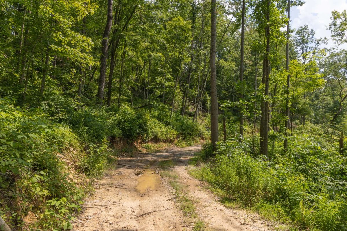 Decorative background for Creek Hollow Phase II Tract 58 image 6