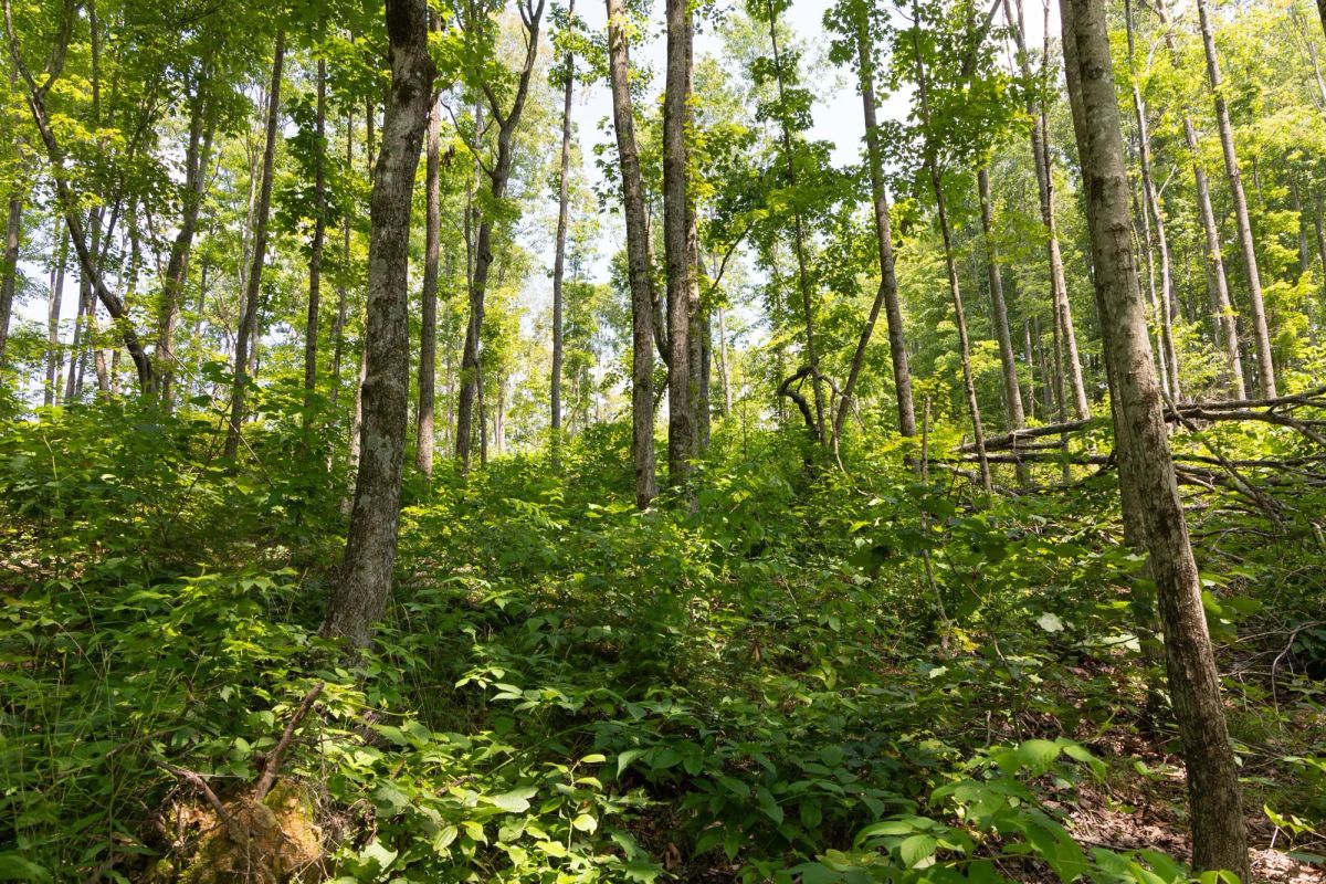 Decorative background for Creek Hollow Phase II Tract 58 image 7