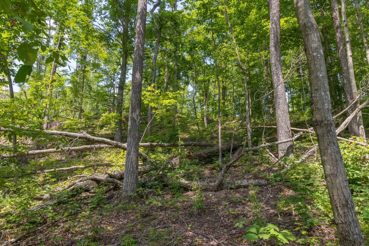 Decorative background for Creek Hollow Phase II Tract 58 image 8