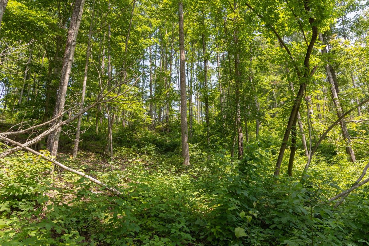Decorative background for Creek Hollow Phase II Tract 58 image 9
