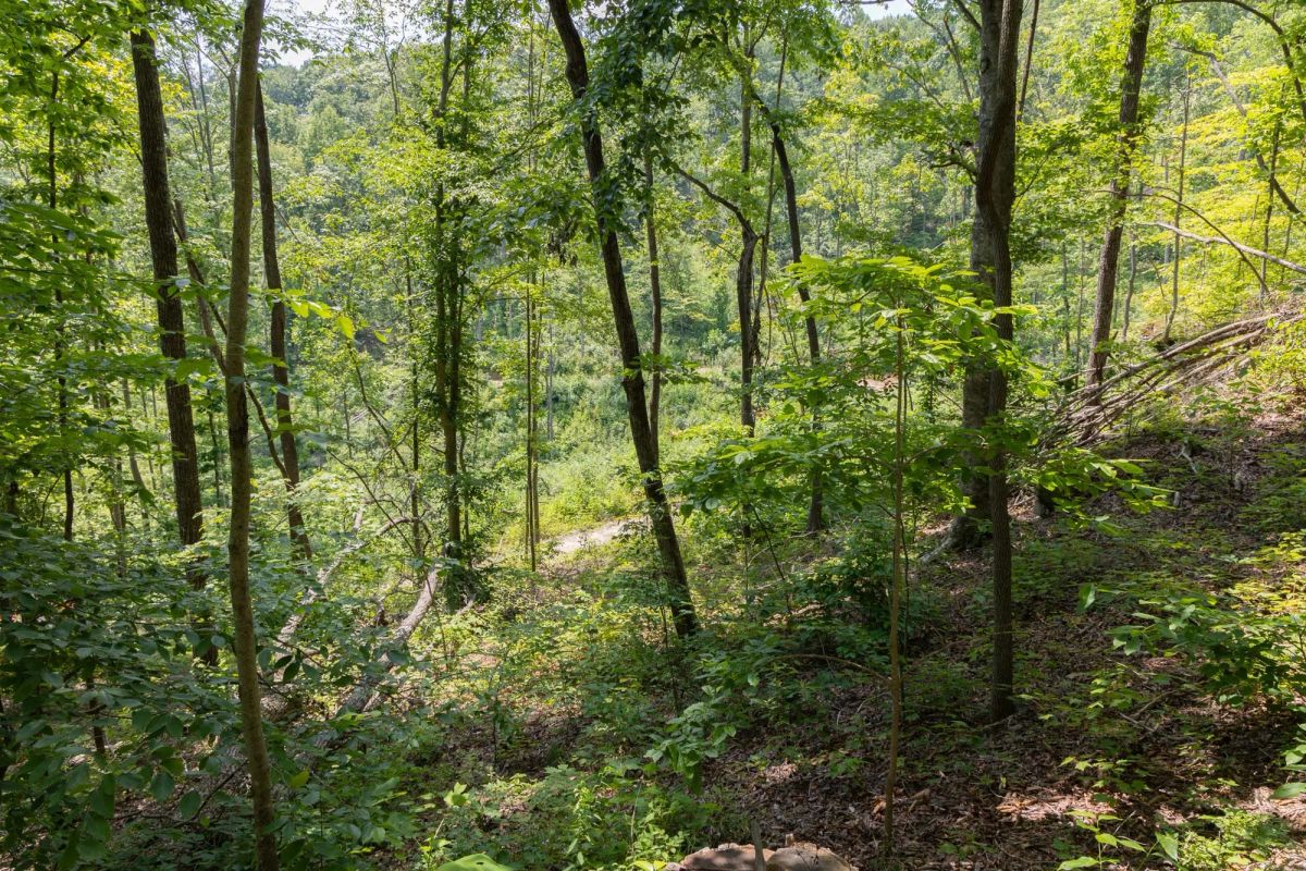 Decorative background for Creek Hollow Phase II Tract 58 image 11