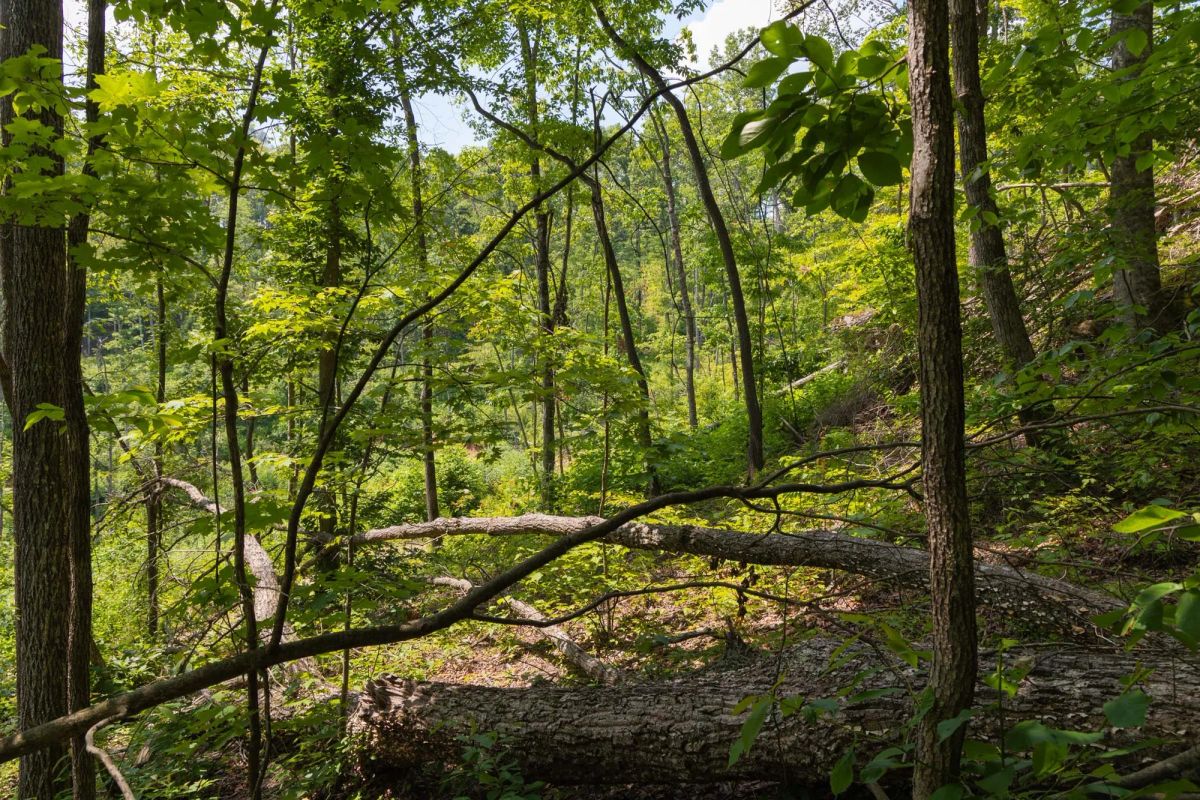 Decorative background for Creek Hollow Phase II Tract 58 image 12