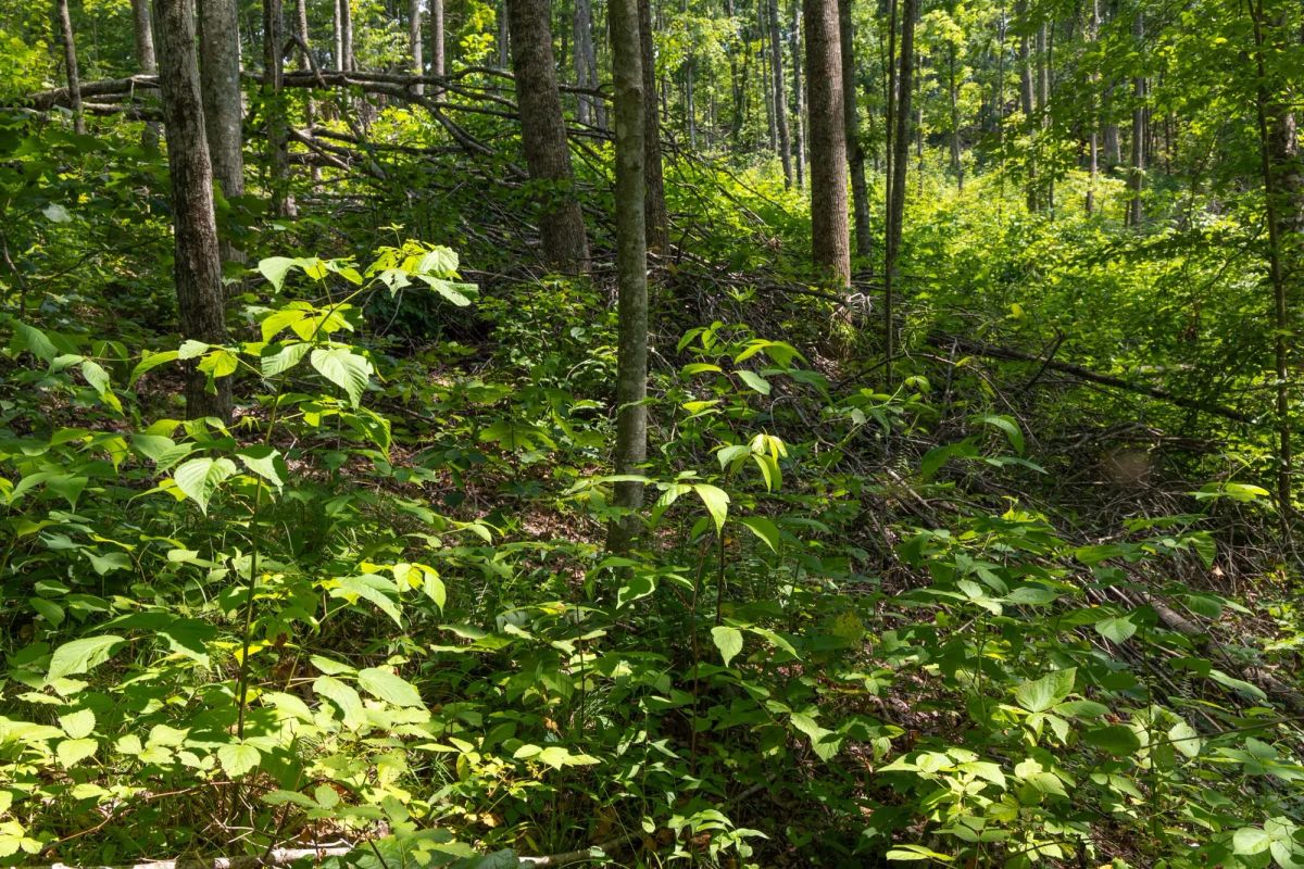 Decorative background for Creek Hollow Phase II Tract 58 image 13