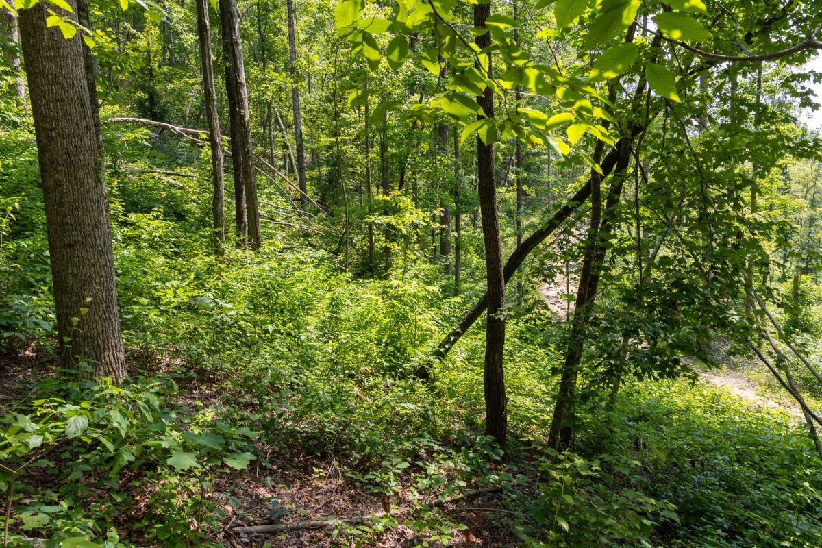 Decorative background for Creek Hollow Phase II Tract 58 image 14