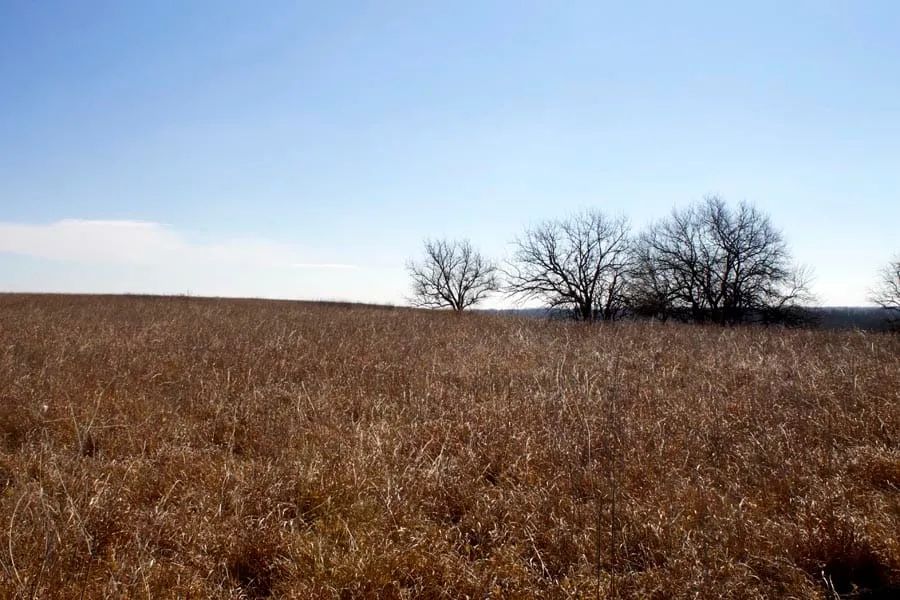 Decorative background for Cowboy Meadows Tract 21 image 6