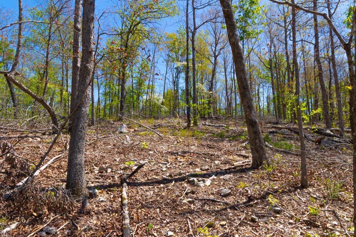 Lazybrook Tract 13 - Image 3