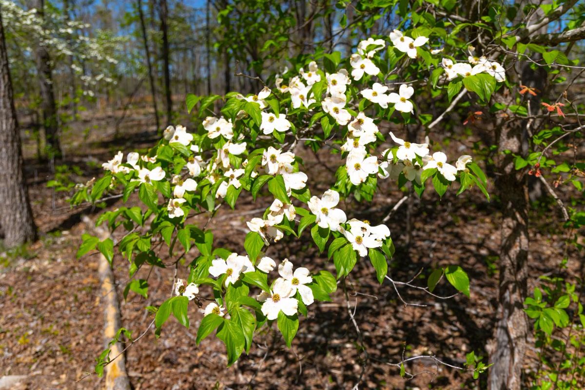 Decorative background for Lazybrook Tract 13 image 5