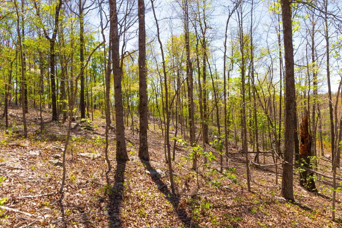 Decorative background for Lazybrook Tract 13 image 6