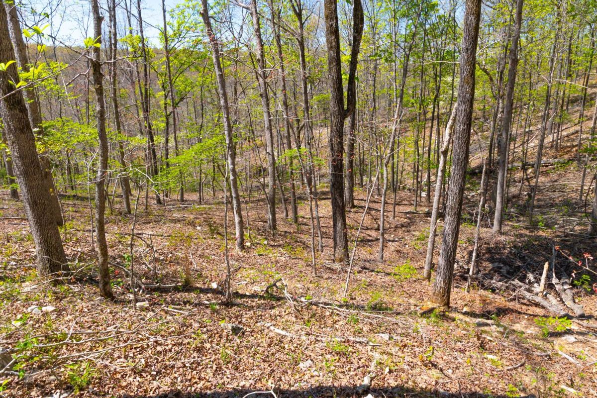 Decorative background for Lazybrook Tract 13 image 7