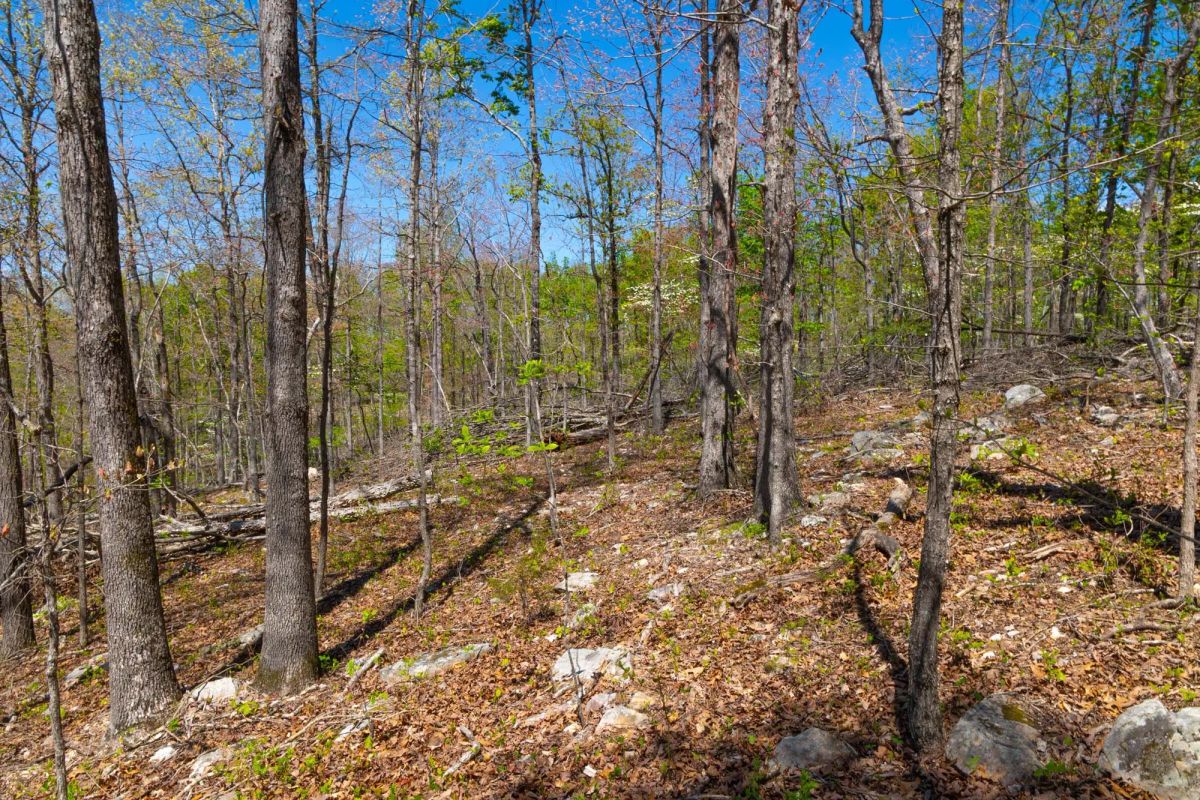 Decorative background for Lazybrook Tract 13 image 8