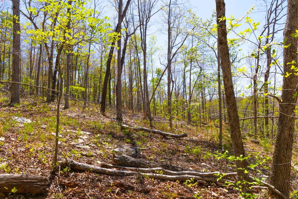Decorative background for Lazybrook Tract 13 image 9