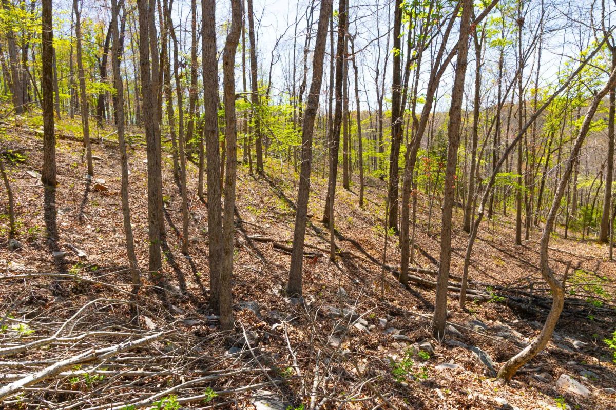 Decorative background for Lazybrook Tract 13 image 10