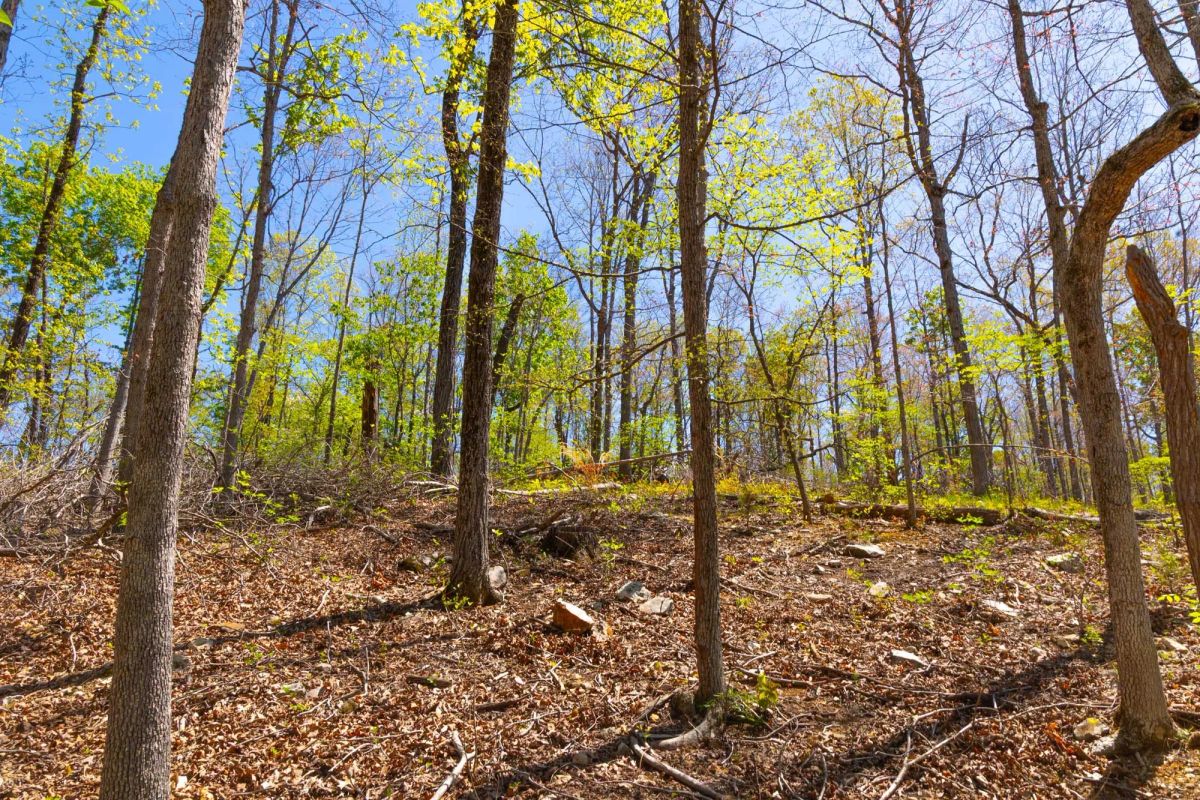 Decorative background for Lazybrook Tract 13 image 11