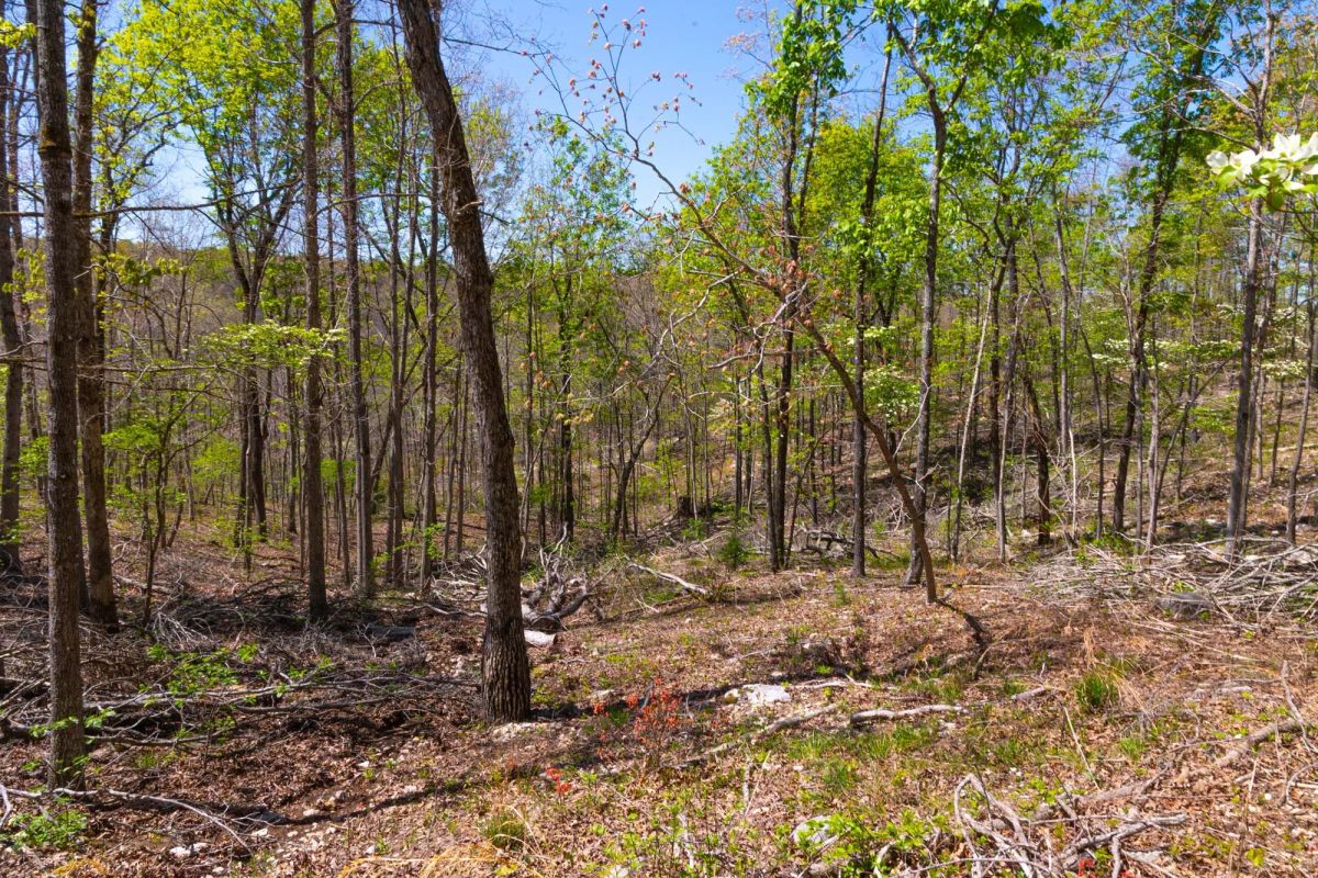 Decorative background for Lazybrook Tract 13 image 12