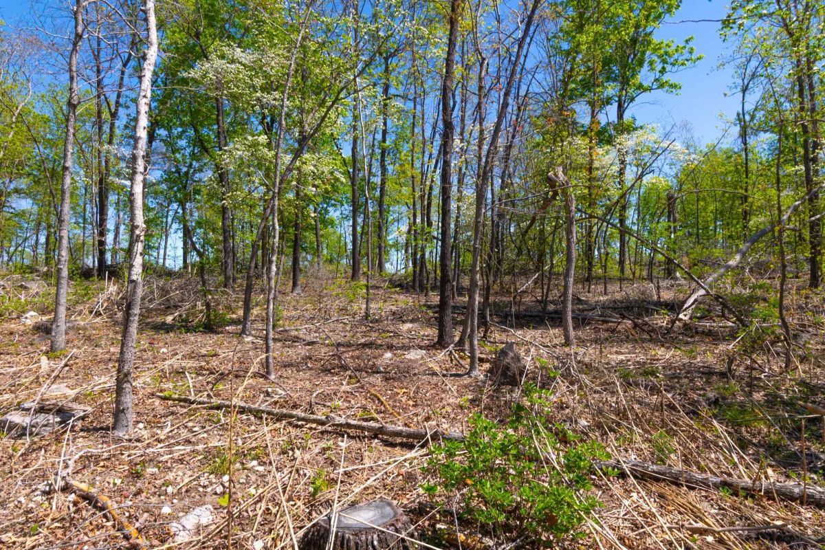 Decorative background for Lazybrook Tract 13 image 13