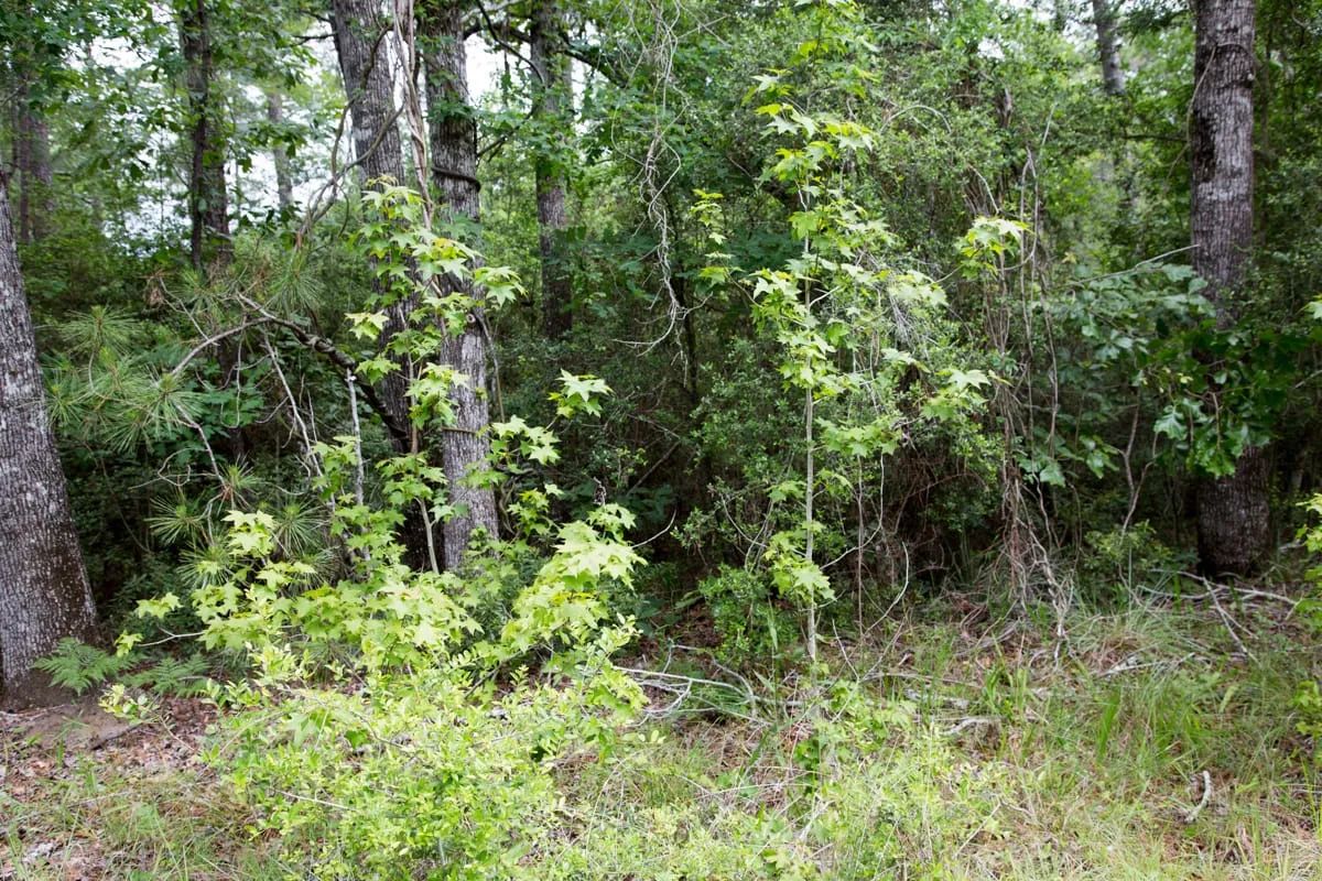 Rayburn Country Tract 288 - Image 3