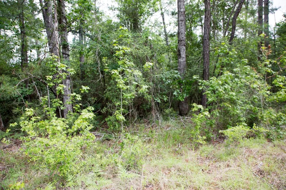 Rayburn Country Tract 288 - Image 4