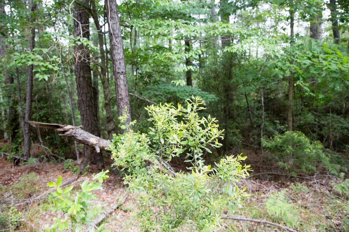 Decorative background for Rayburn Country Tract 288 image 5