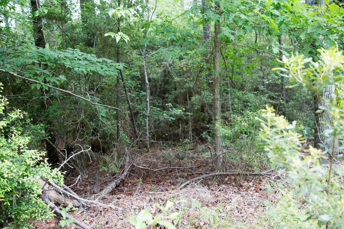 Decorative background for Rayburn Country Tract 288 image 6