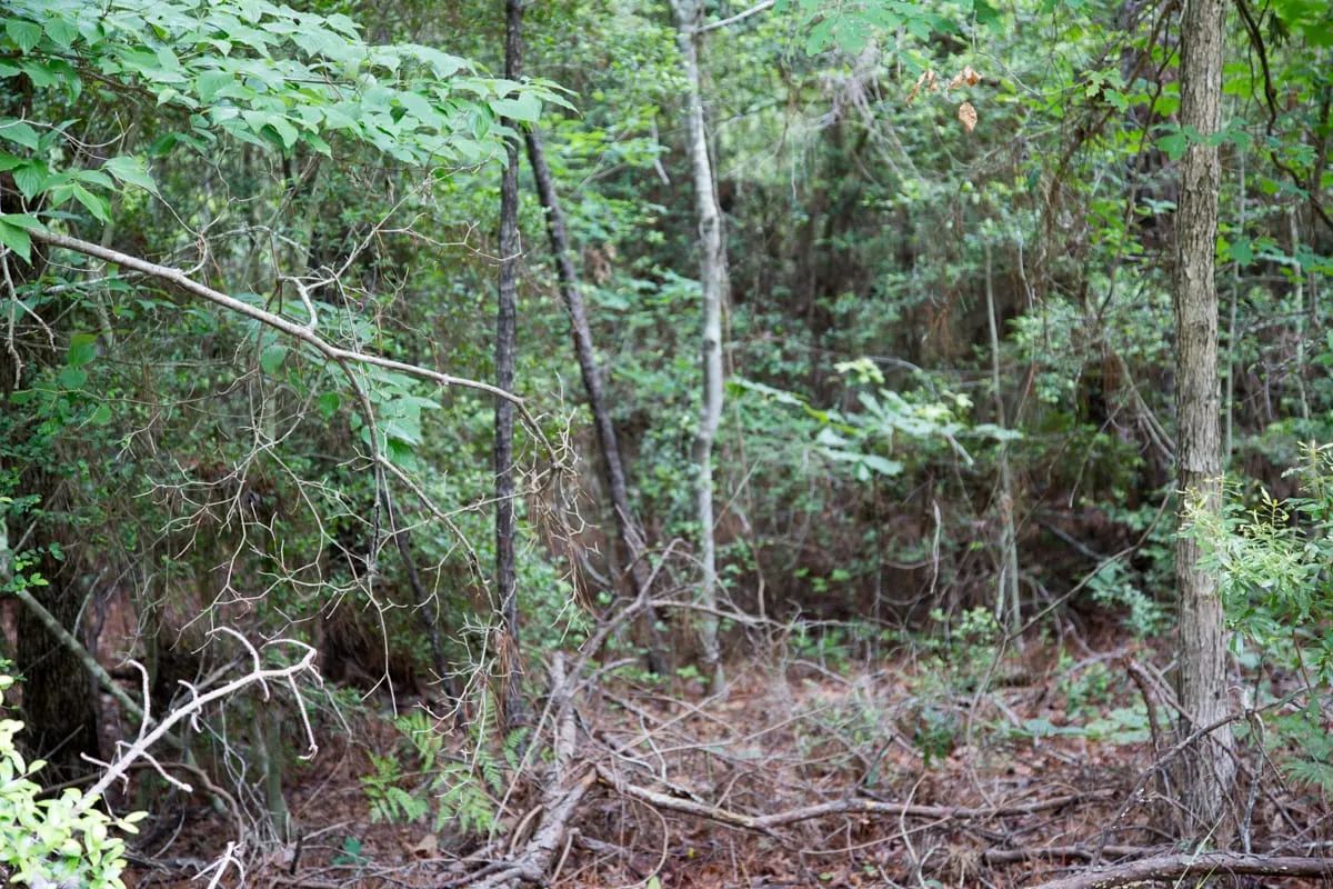Decorative background for Rayburn Country Tract 288 image 7