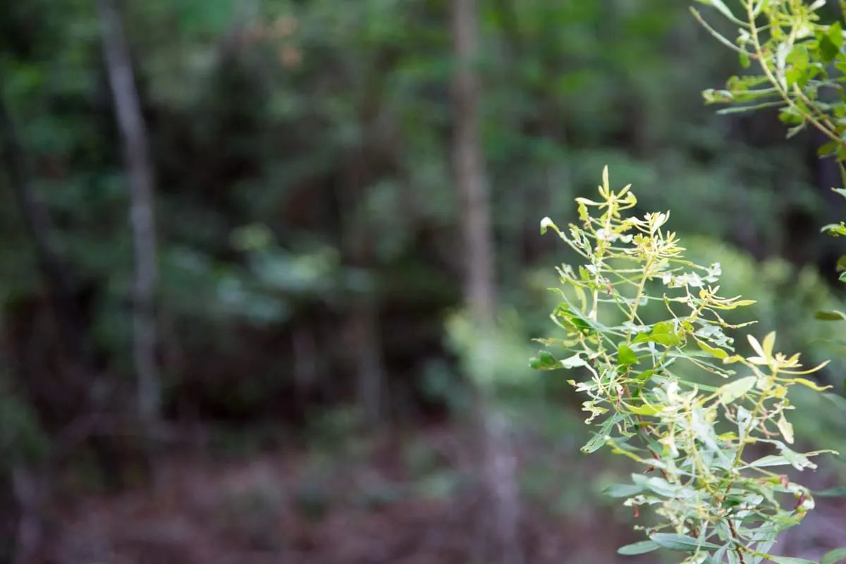 Decorative background for Rayburn Country Tract 288 image 8