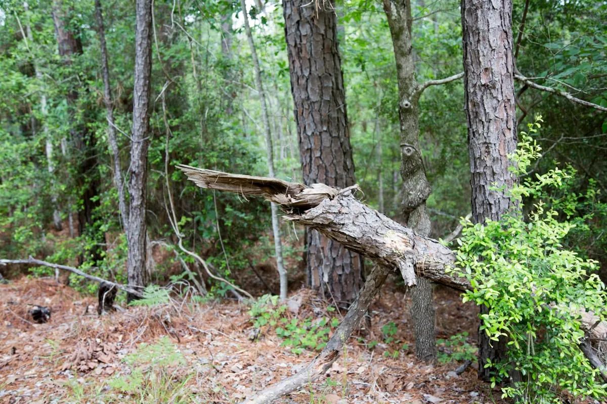 Decorative background for Rayburn Country Tract 288 image 9
