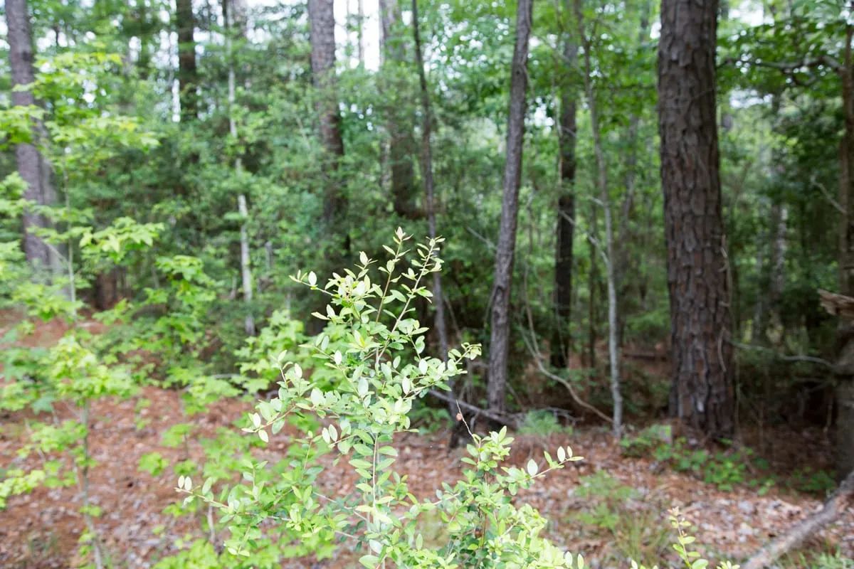 Decorative background for Rayburn Country Tract 288 image 10