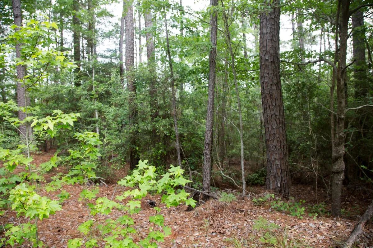 Decorative background for Rayburn Country Tract 288 image 11