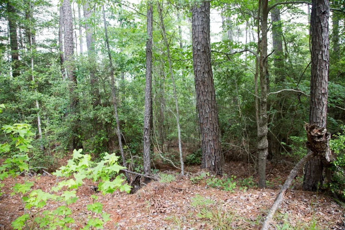Decorative background for Rayburn Country Tract 288 image 12