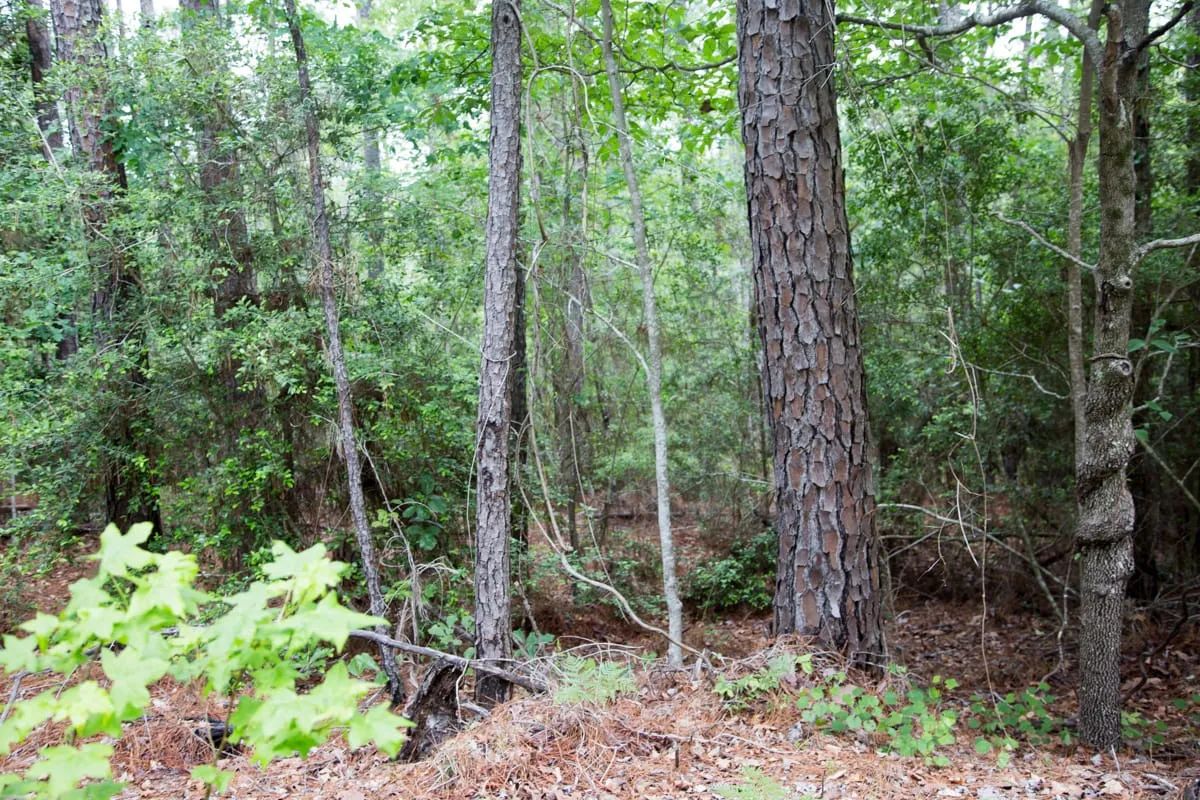 Decorative background for Rayburn Country Tract 288 image 13