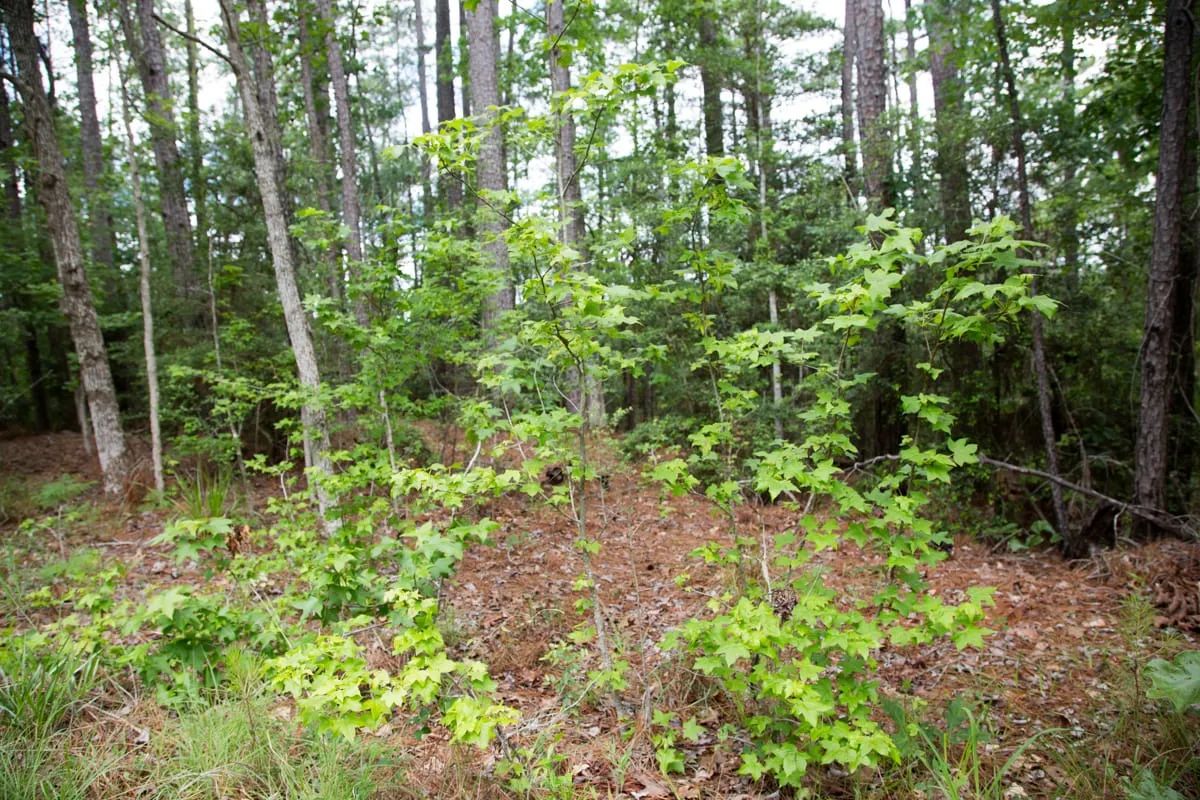 Decorative background for Rayburn Country Tract 288 image 14