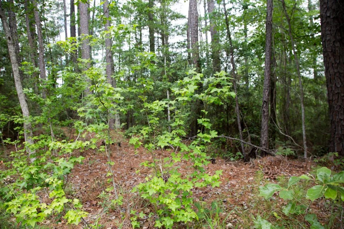 Decorative background for Rayburn Country Tract 288 image 15