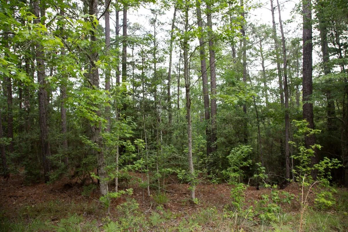 Decorative background for Rayburn Country Tract 288 image 16