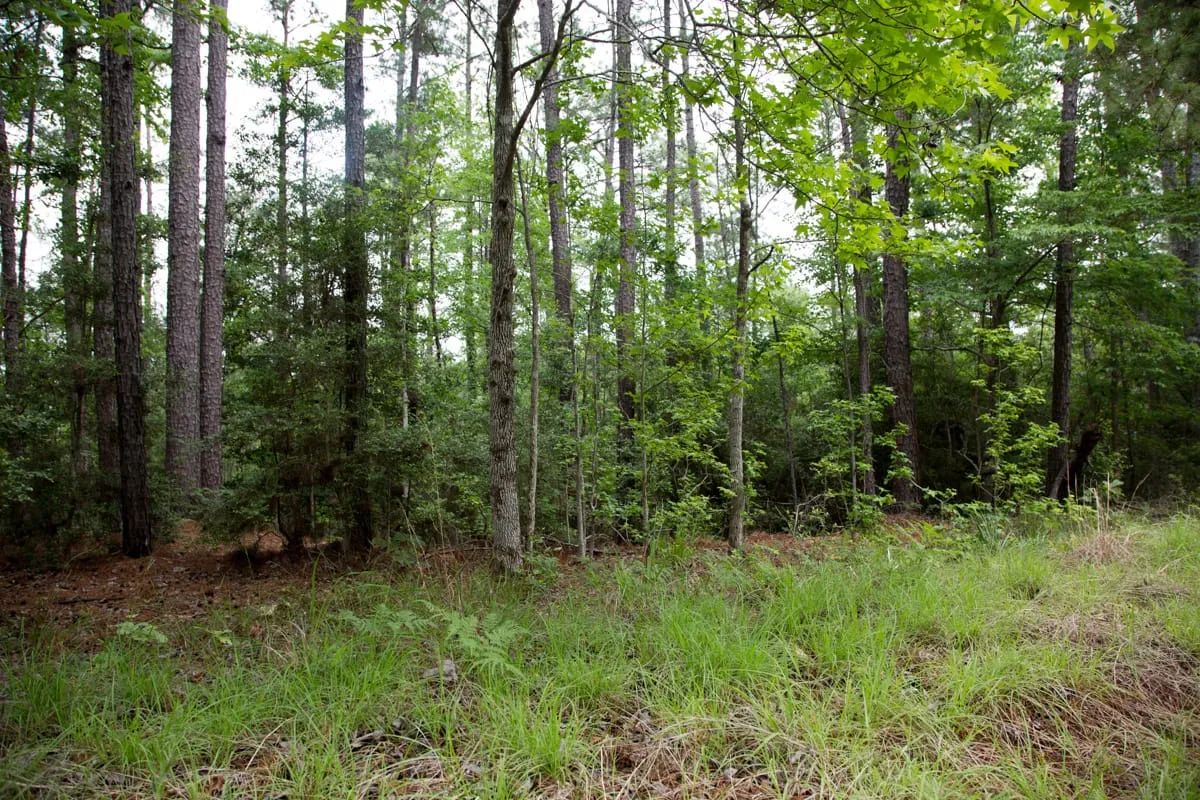Decorative background for Rayburn Country Tract 288 image 17