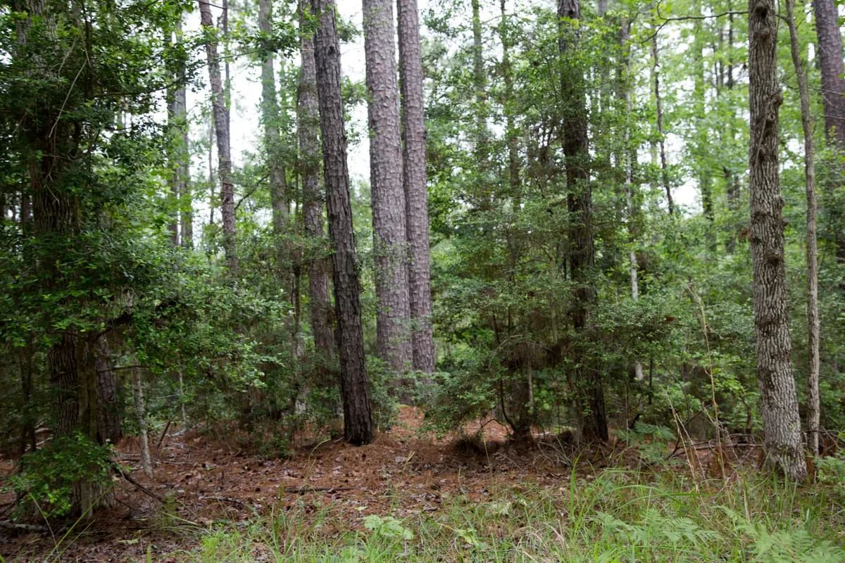 Decorative background for Rayburn Country Tract 288 image 18