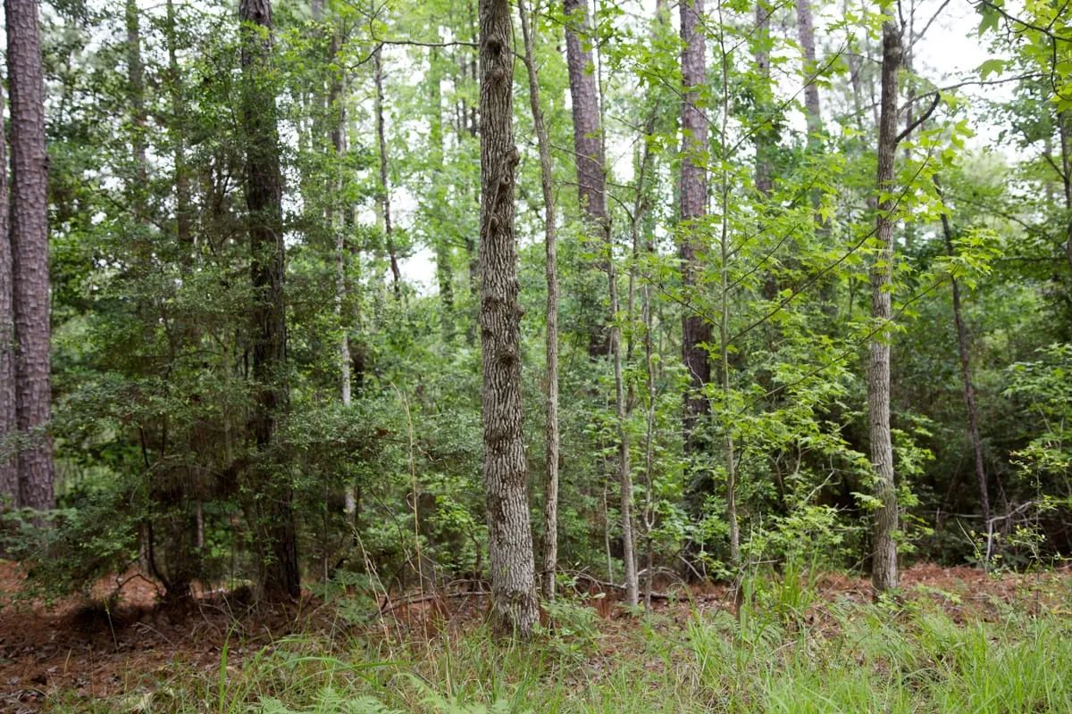 Decorative background for Rayburn Country Tract 288 image 19