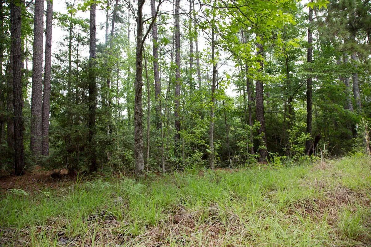Decorative background for Rayburn Country Tract 288 image 20