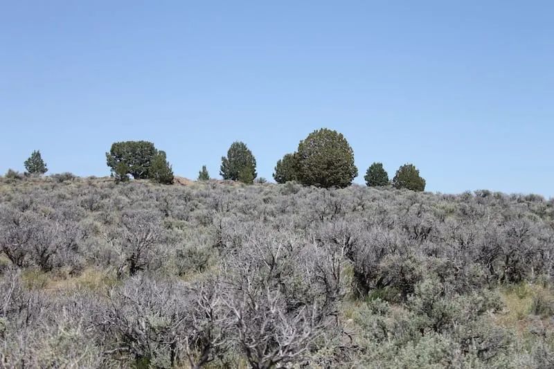 Decorative background for Moon Valley Ranch Tract 331 image 5