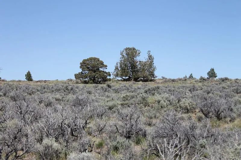 Decorative background for Moon Valley Ranch Tract 331 image 6