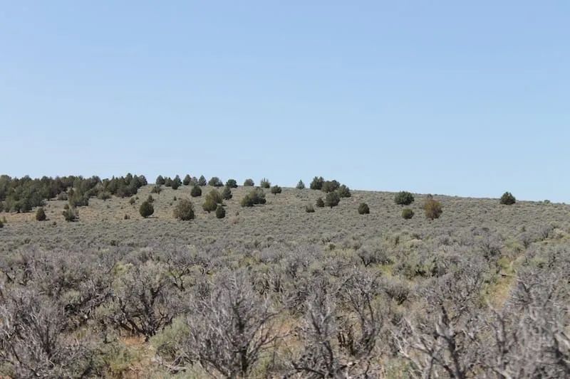 Decorative background for Moon Valley Ranch Tract 331 image 9